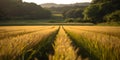 Golden hour over wheat field. path leading into lush hills. tranquil rural landscape for calm backgrounds. AI Royalty Free Stock Photo