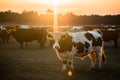 Golden hour pasture Cows roam one poses sunbeam horns