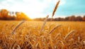 Golden Hour Photography in a Rustic Wheat Field Capturing Warm Tones and Natural Beauty with a Touch of Rustic Charm