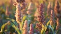 Golden Hour in the Quinoa Fields
