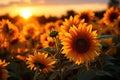 Golden hour radiance sunflowers basking in sunset glow, outdoor session images Royalty Free Stock Photo