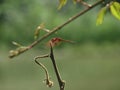 The golden hour, resting Dragonfly, epic Royalty Free Stock Photo