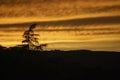 Tree Silhouette against Sunset Sky with Clouds. Golden Hour Solitude Royalty Free Stock Photo