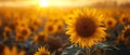 Concept Nature Photography, Golden Light, Sunflower Fields, Golden Hour in the Sunflower Symphony Royalty Free Stock Photo