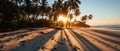 Golden Hour Sunkissed Palms Casting Long Shadows On The Sand Royalty Free Stock Photo