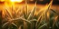 Golden hour sunlight piercing through lush wheat field highlighting the contours and texture of wheat ears against a serene sunset Royalty Free Stock Photo