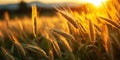 Golden hour sunlight piercing through lush wheat field highlighting the contours and texture of wheat ears against a serene sunset Royalty Free Stock Photo