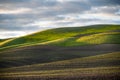 The golden hour of sunset illuminates an idyllic scene of rows of freshly sprouted green crops and a grassy hill