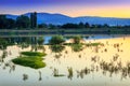 Golden hour sunset over calm, reflective lake with green plants