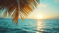 Golden Hour Tropical Sunset Palm Leaf Ocean View Royalty Free Stock Photo
