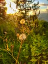 Golden hours photography, sunset beautiful environment, dry plants golden light