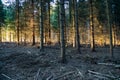 Golden hue of sunlight streaming through October leaves in Adirondack hemlock forest. Tall tree trunks stand with high canopy of Royalty Free Stock Photo