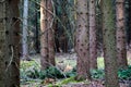 Golden hue of sunlight streaming through October leaves in Adirondack hemlock forest. Tall tree trunks stand with high canopy of Royalty Free Stock Photo