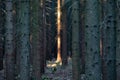 Golden hue of sunlight streaming through October leaves in Adirondack hemlock forest. Tall tree trunks stand with high canopy of Royalty Free Stock Photo