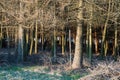 Golden hue of sunlight streaming through October leaves in Adirondack hemlock forest. Tall tree trunks stand with high canopy of Royalty Free Stock Photo