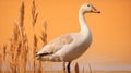 Golden-hued Standing Goose: A Prairiecore Photo-realistic Masterpiece