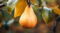 Golden Hues: A Nature-inspired Camouflage Of Delicate Pear On Rainy Tree Royalty Free Stock Photo