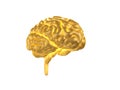 Golden Human skulGolden Human Brain