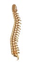 Golden human spine model isolated on white