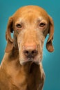Golden hungarian vizsla dog portrait on blue background Royalty Free Stock Photo