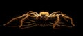 Golden Huntsman Spider member of the family Sparassidae Royalty Free Stock Photo