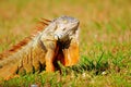 Golden iguana, sleeping beauty Royalty Free Stock Photo