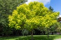Golden Indian Bean Tree growing in apark in East Grinstead Royalty Free Stock Photo