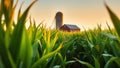 A Golden Iowa Cornfield Sunset Stunning AIGenerated Landscape Featuring an Iconic Elevator Barn and Dramatic Lighting Royalty Free Stock Photo