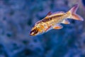 Golden iridescent fish in blue water