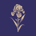 Golden Iris Flower Illustration On Blue Background - Monochromatic Graphic Design