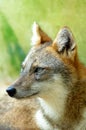 Golden jackal Royalty Free Stock Photo