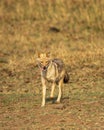 golden jackal or Canis aureus in action running head on in grassland in evening summer season safari at panna national park forest Royalty Free Stock Photo