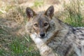 Golden jackal (Canis aureus) Royalty Free Stock Photo