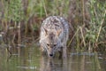 Golden jackal (Canis aureus) Royalty Free Stock Photo