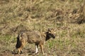 Golden jackal, Canis aureus, Bandhavgarh national park, Madhya Pradesh, India Royalty Free Stock Photo
