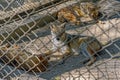 Golden jackal Canis aureus in Cage at Sakkarbaug Zoological Garden Junagadh Royalty Free Stock Photo