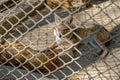 Golden jackal Canis aureus in Cage at Sakkarbaug Zoological Garden Junagadh Royalty Free Stock Photo