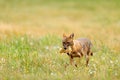 Golden jackal, Canis aureus, feeding scene with grass meadow, Madzharovo, Rhodopes, Bulgaria. Wildlife Balkan. Wild dog behaviour Royalty Free Stock Photo