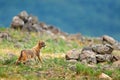 Golden jackal, Canis aureus, feeding scene with grass meadow, Madzharovo, Rhodopes, Bulgaria. Wildlife Balkan. Wild dog behaviour Royalty Free Stock Photo