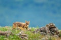 Golden jackal, Canis aureus, feeding scene with grass meadow, Madzharovo, Rhodopes, Bulgaria. Wildlife Balkan. Wild dog behaviour Royalty Free Stock Photo