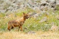 Golden jackal, Canis aureus, feeding scene with grass meadow, Madzharovo, Rhodopes, Bulgaria. Wildlife Balkan. Wild dog behaviour Royalty Free Stock Photo