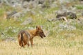 Golden jackal, Canis aureus, feeding scene with grass meadow, Madzharovo, Rhodopes, Bulgaria. Wildlife Balkan. Wild dog behaviour Royalty Free Stock Photo