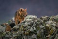 Golden jackal, Canis aureus, feeding scene on meadow, Eastern Rhodopes. Wild dog behaviour scene in nature. Mountain animal in the Royalty Free Stock Photo