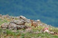 Golden jackal, Canis aureus, feeding scene on meadow, Madzharovo, Eastern Rhodopes, Bulgaria. Wildlife from Balkan. Wild dog behav Royalty Free Stock Photo