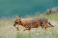 Golden jackal, Canis aureus, feeding scene with meadow, Madzharovo, Eastern Rhodopes, Bulgaria. Wildlife Balkan. Wild dog behaviou Royalty Free Stock Photo