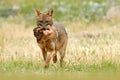 Golden jackal, Canis aureus, feeding scene with meadow, Madzharovo, Eastern Rhodopes, Bulgaria. Wildlife Balkan. Wild dog behaviou Royalty Free Stock Photo