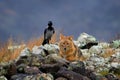 Golden jackal, Canis aureus, feeding scene on stone rock with black crow, Eastern Rhodopes. Wild dog behaviour scene in nature.