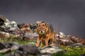 Golden jackal, Canis aureus, feeding scene on stone rock, Eastern Rhodopes. Wild dog behaviour scene in nature. Mountain animal in Royalty Free Stock Photo