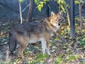 Golden jackal (Canis aureus) Royalty Free Stock Photo