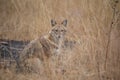 Golden Jackal, Canis aureus Royalty Free Stock Photo